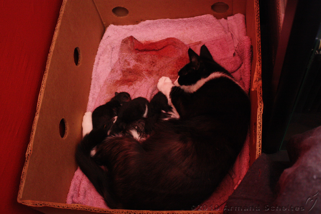 Nestje Kittens_002.jpg